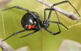 ব্ল্যাক উইডো স্পাইডার-black-widow-spider