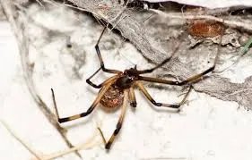 ব্রাউন উইডো মাকড়সা-brown-widow-spider