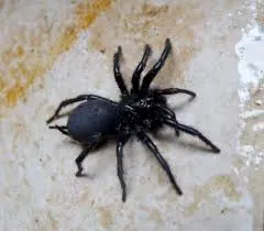 ফানেল-ওয়েব মাকড়সা-Funnel web Spiders