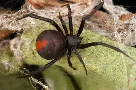 রেডব্যাক মাকড়সা-Redback Spider