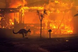 australia-অস্ট্রেলিয়ায় ভয়াবহ দাবানল - পরিবেশ সংরক্ষণে নতুন উদ্যোগ